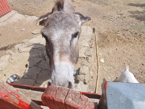 Tremestieri Etneo酒店住宿-B&B La Capanna Rossa