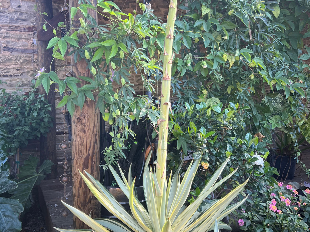 Groovy Plants Ranch景点图片