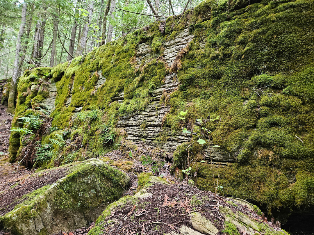 Wagg's Woods Trail景点图片
