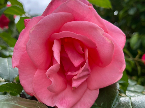 Corfe Castle Model Village-Corfe Castle必去景点