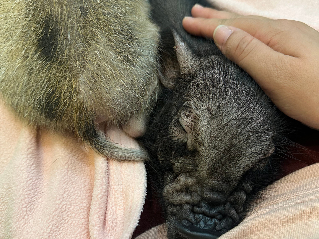 Mipig Cafe Aeon Laketown-越谷市必去景点