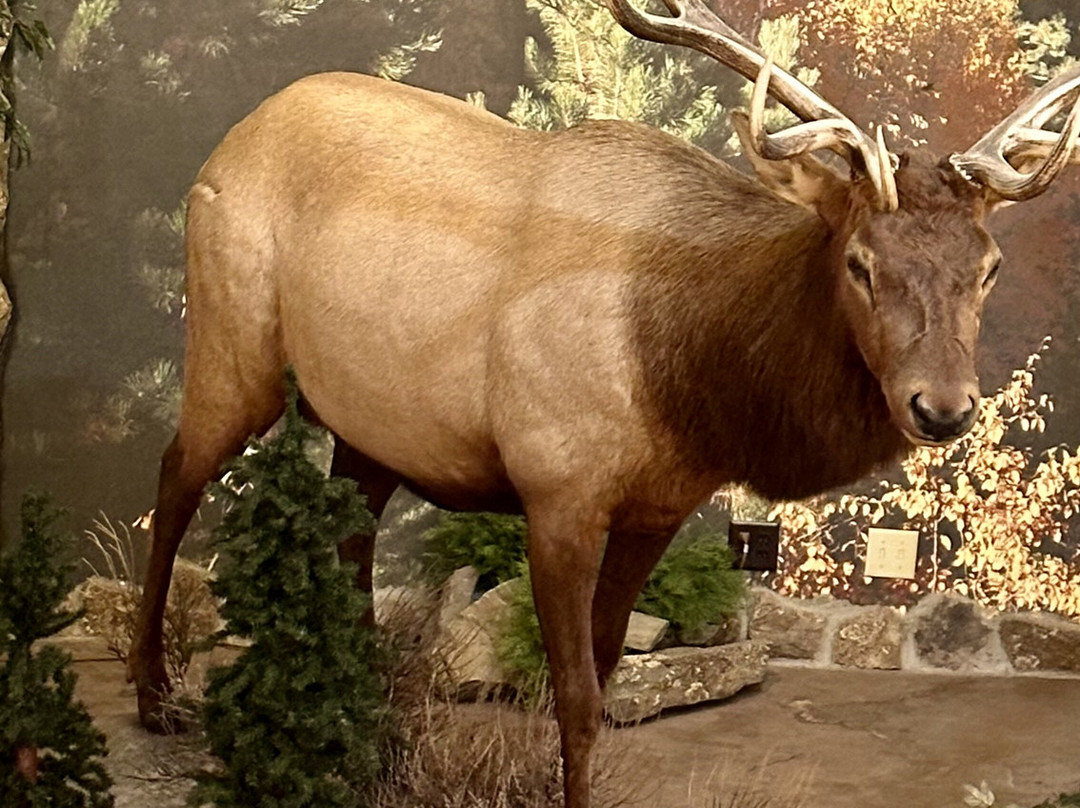 Comfort Inn & Suites Mt. Rushmore主图