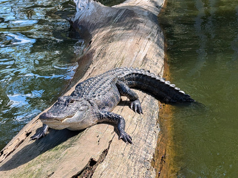 Swamp Tours With Wendy