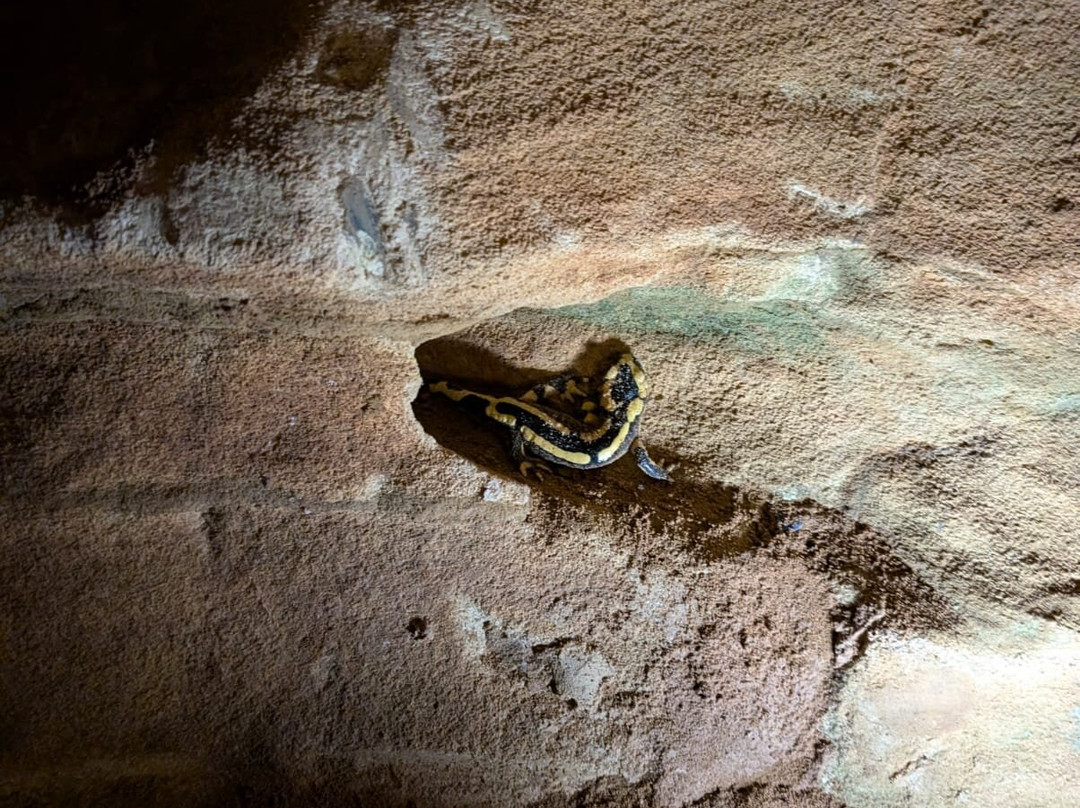 La grotte de Maxange景点图片