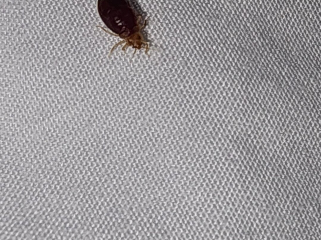 Carnifex Ferry Cabins主图