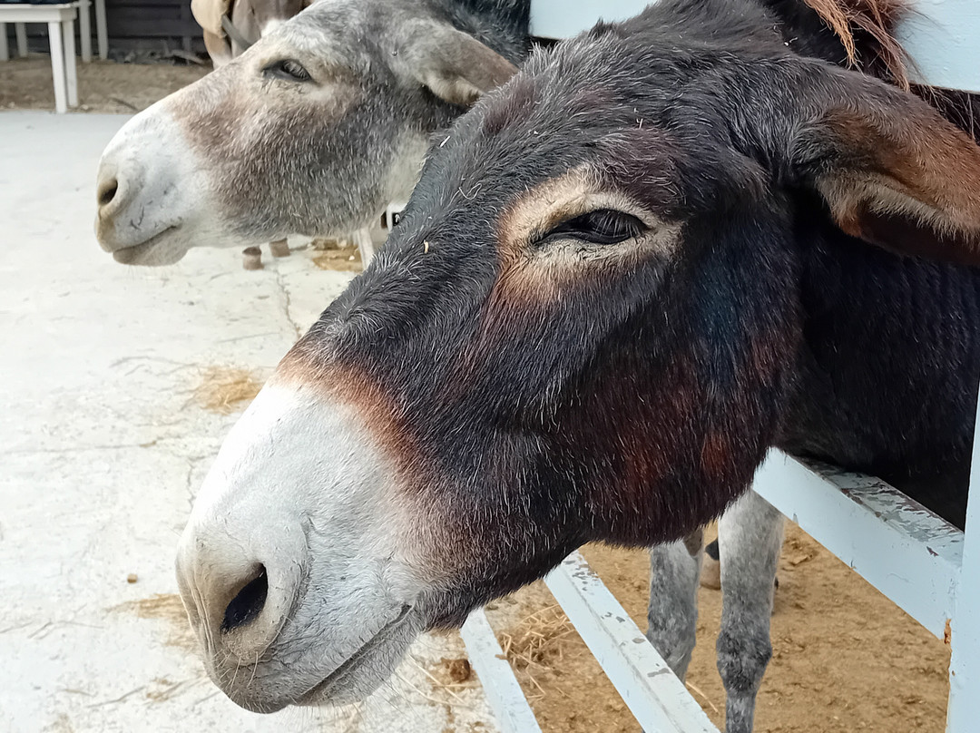 Golden Donkeys Farm景点图片
