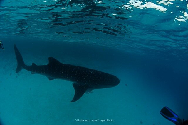 Manta Expeditions - Maldives-马累必去景点