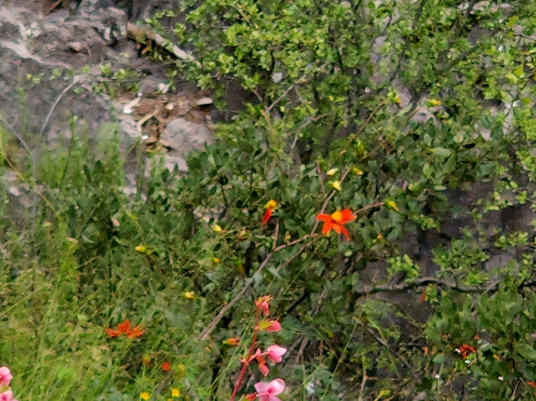 Cascada de Basaseachi National Park景点图片