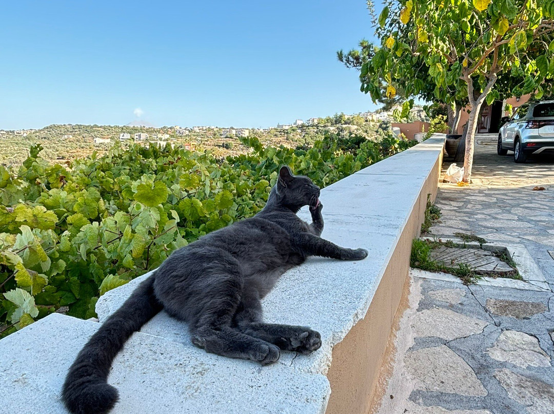 Agia Irini Convent-Agía Eiríni必去景点