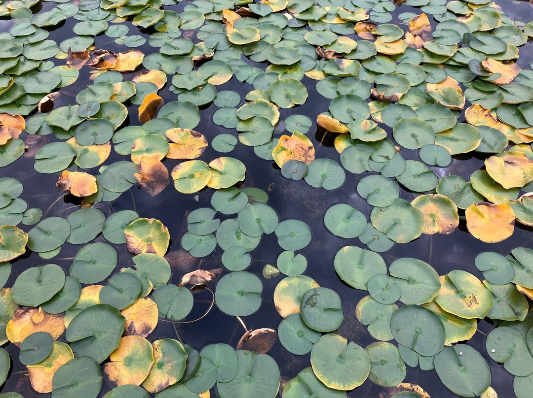 Mill Lake景点图片