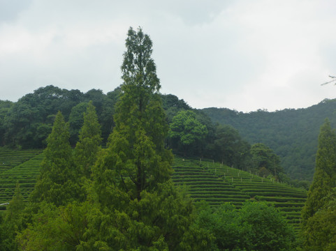 梅家坞-杭州市必去景点