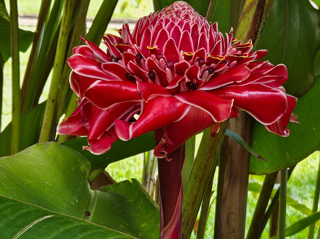 Gorillas Volcanoes Hotel主图