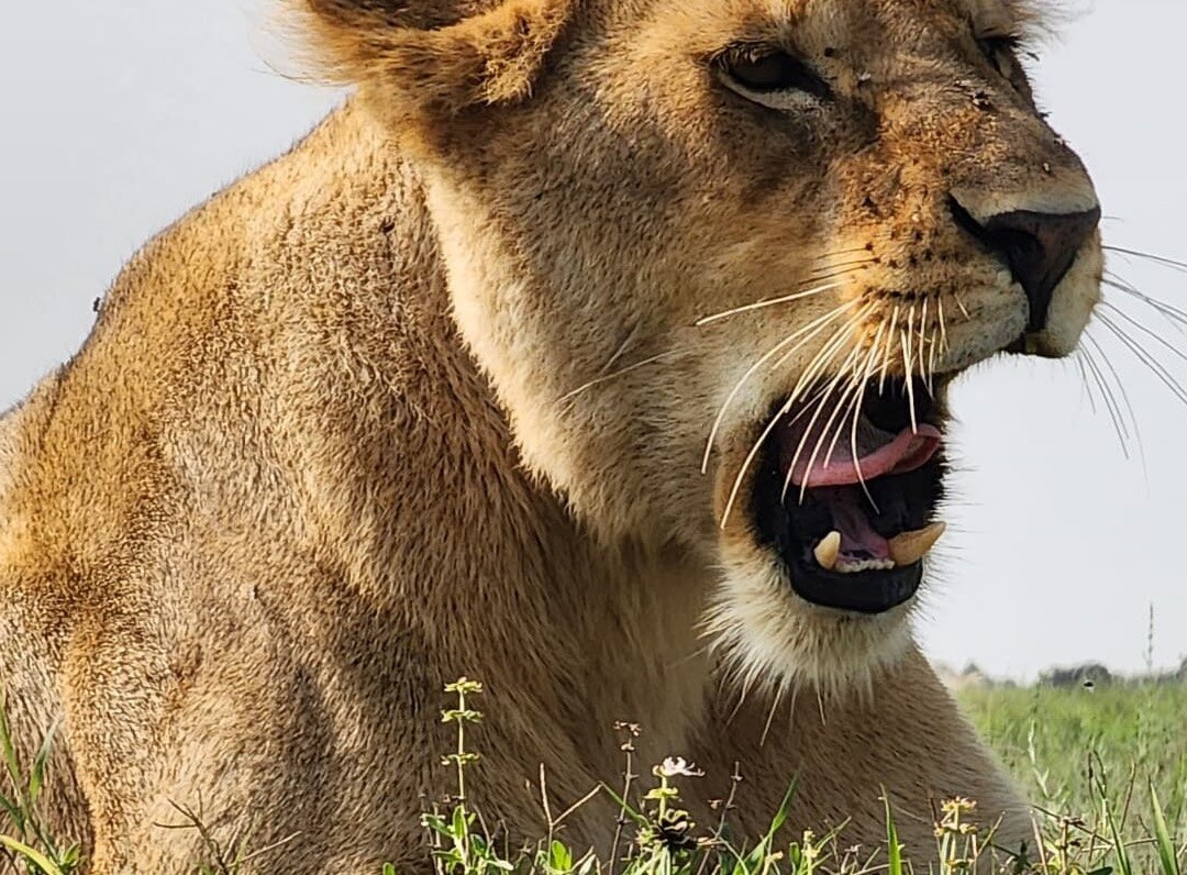 Terra Safaris