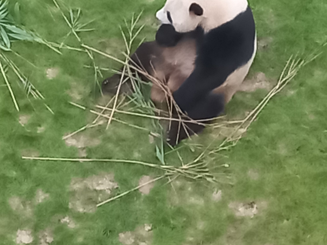 Panda House At Al Khor Park-Al Khor必去景点