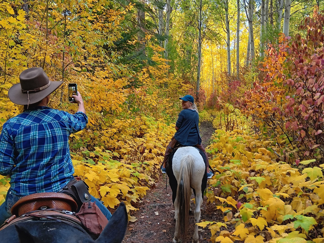 Wild At Heart Horse Rides景点图片