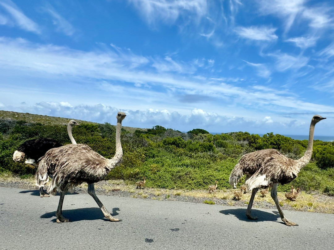 Alfies Adventures-Cape Point必去景点