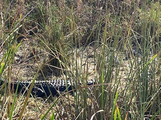 Swampdog Tours-韦斯顿必去景点