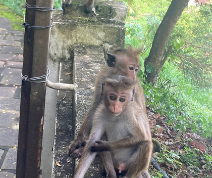 Titus Weerasingha-唐卡拉必去景点