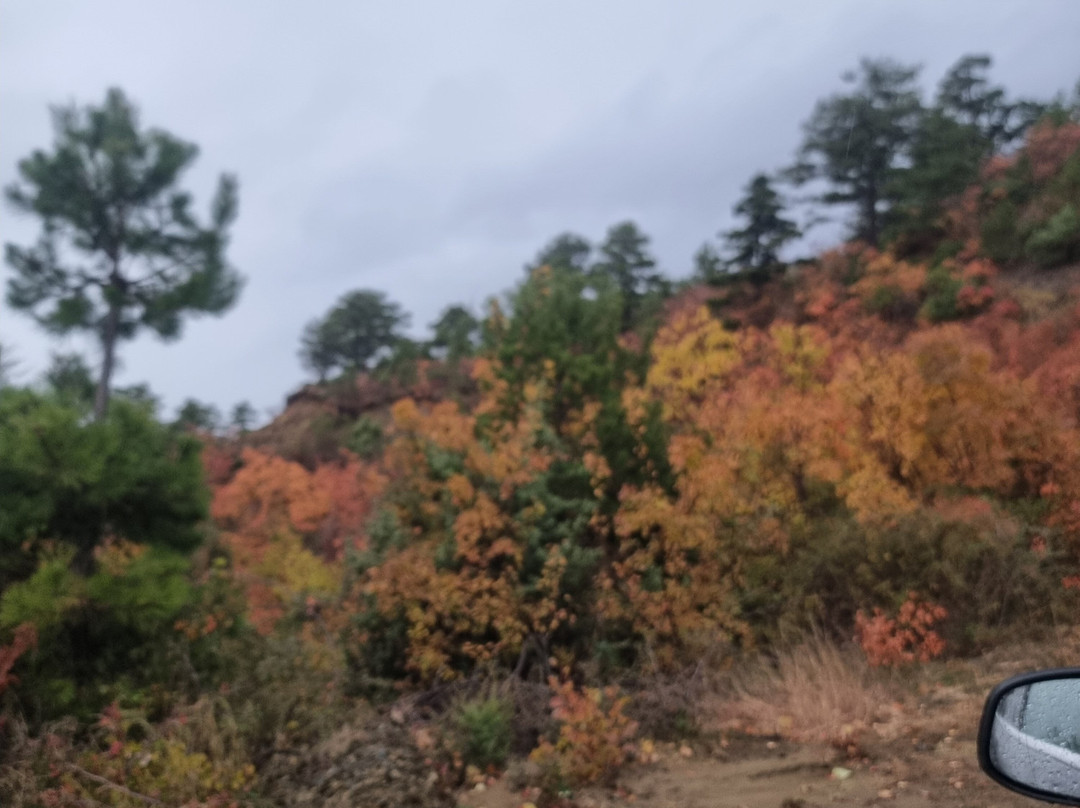 Bio Farm Gramsh主图