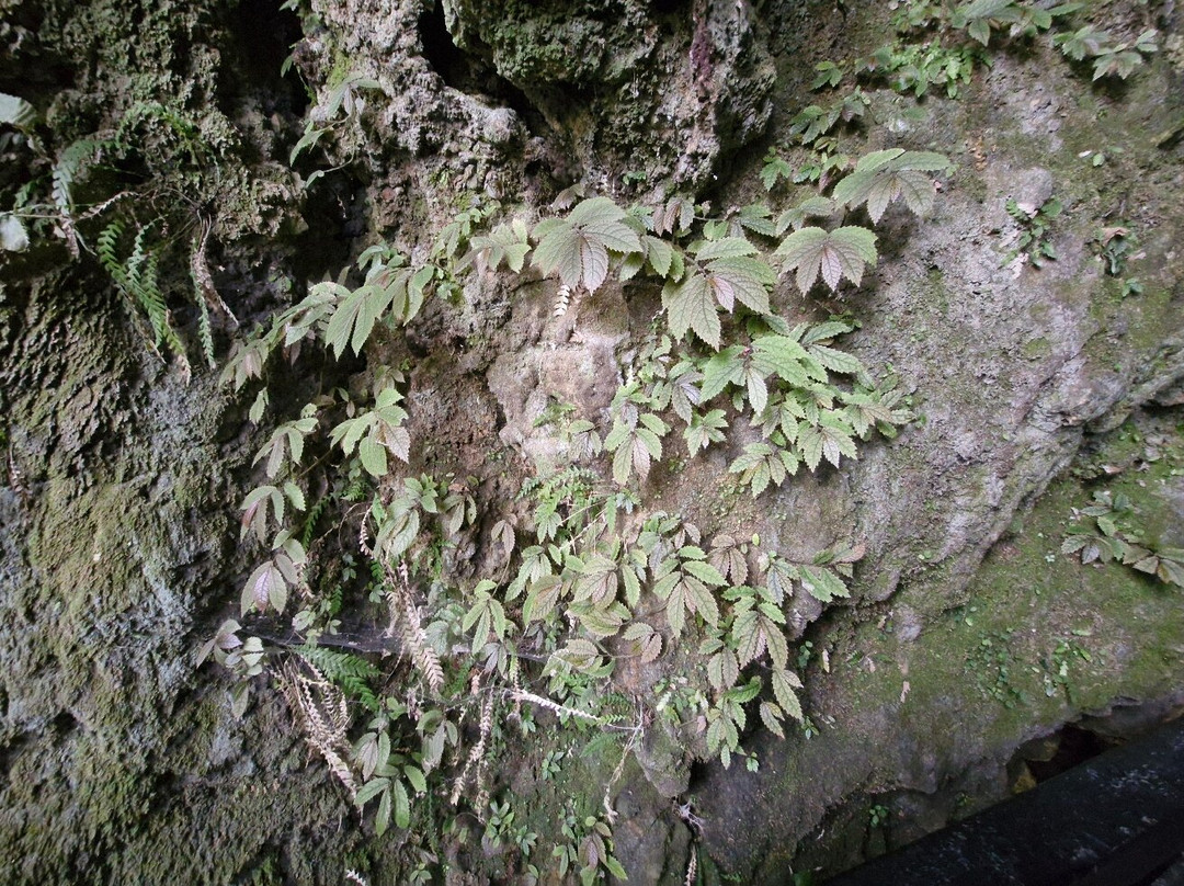 Kawiti Glow Worm Caves景点图片