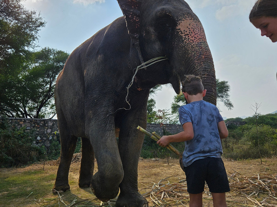 Elefanjoy Elephant Sanctuary景点图片