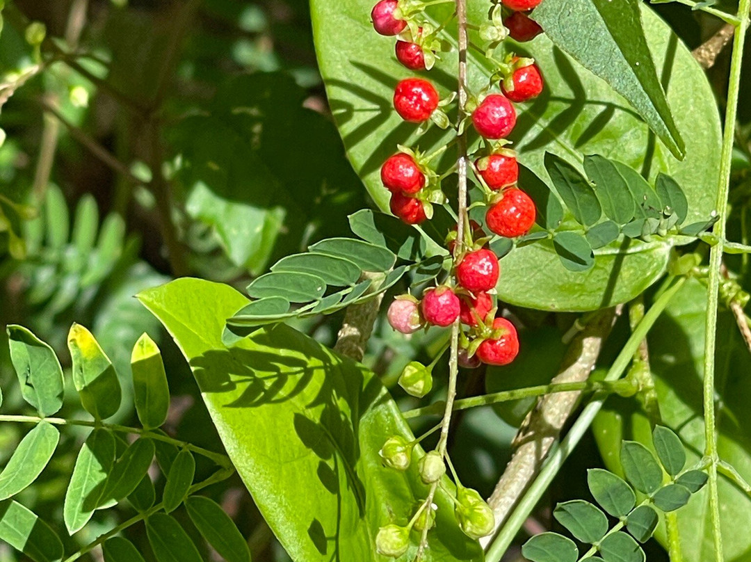 炮滩-塔穆宁必去景点