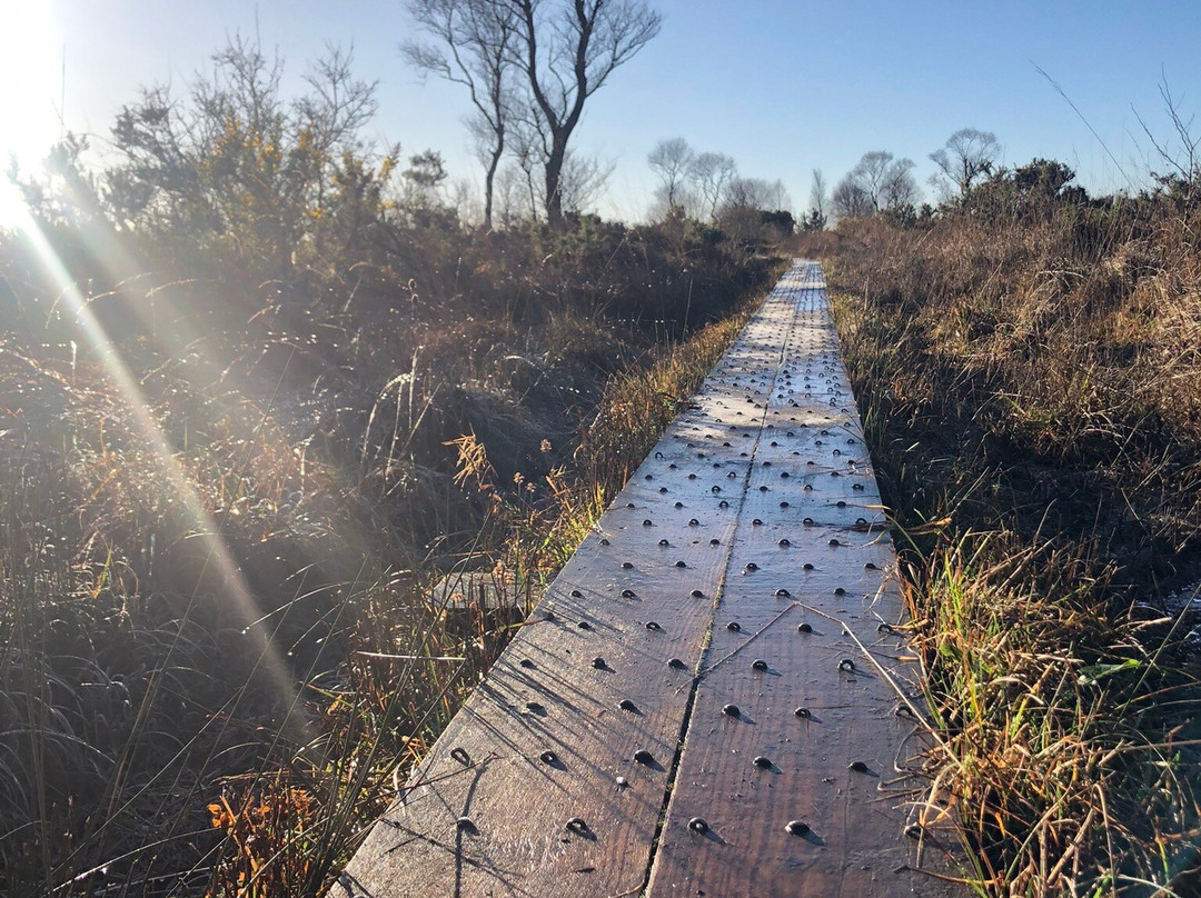 Girley Bog Eco Walk-凯尔斯镇必去景点