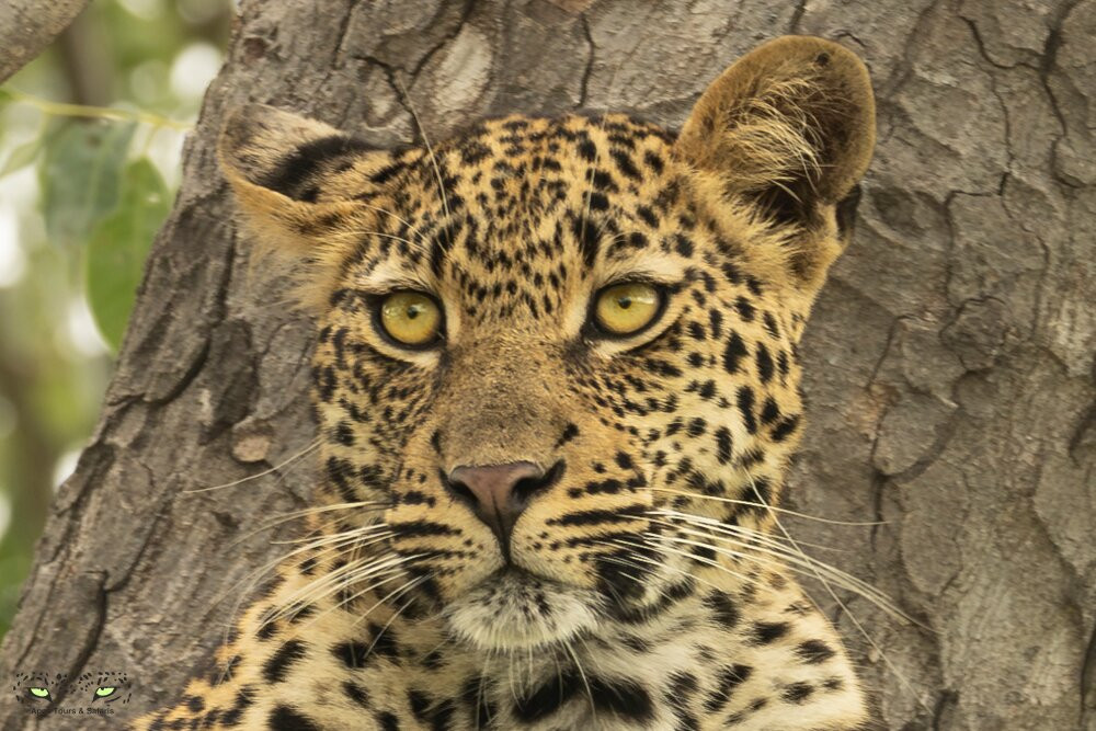 Apex Tours & Safaris-比勒陀利亚必去景点