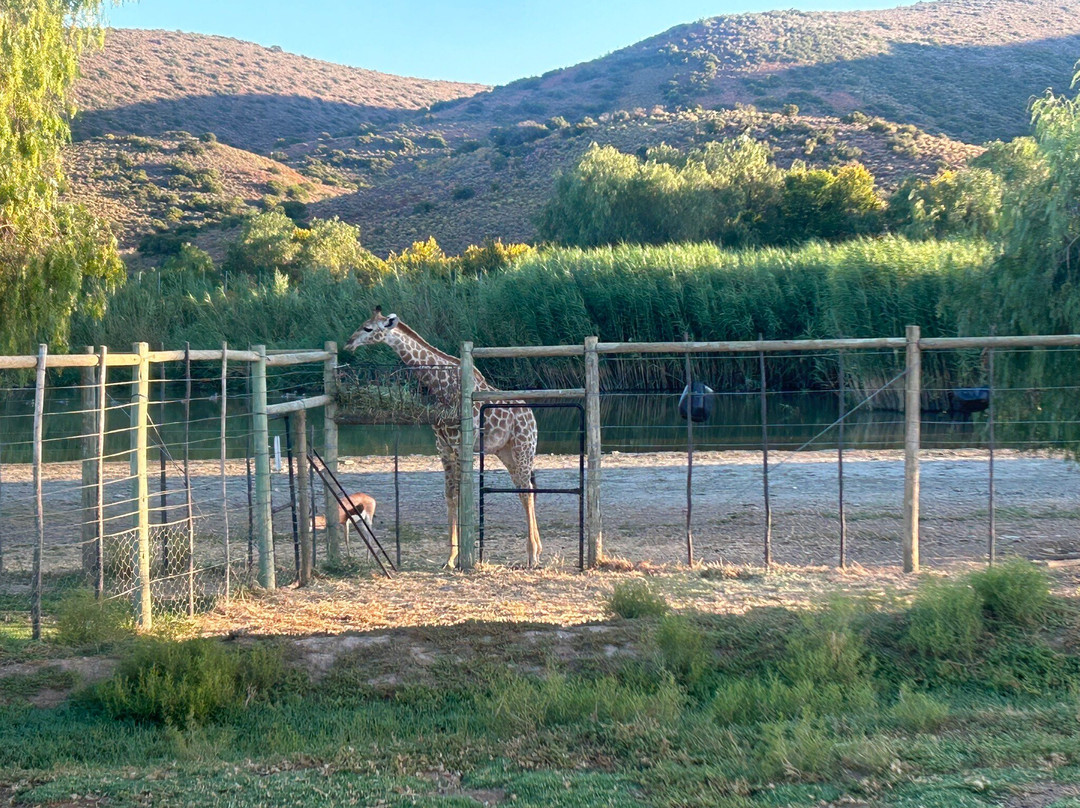 Chandelier Game Lodge & Ostrich Show Farm-奥兹洪必去景点