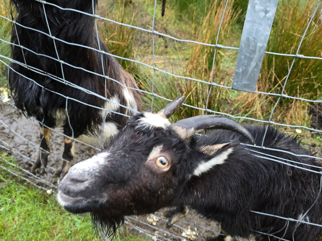 Wild Goat Park景点图片