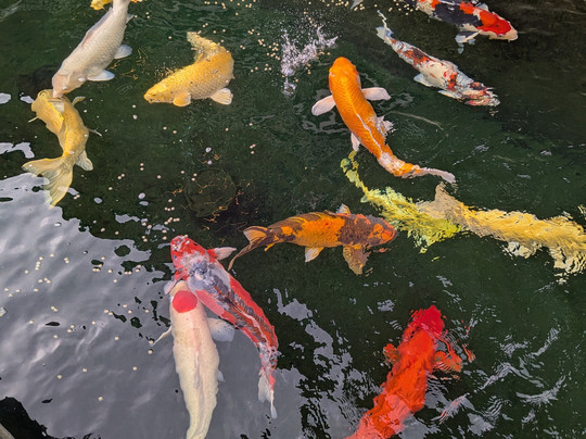 Coconut Tours-清莱必去景点