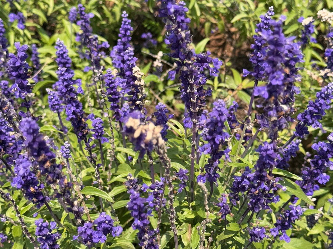 Macena Flores景点图片