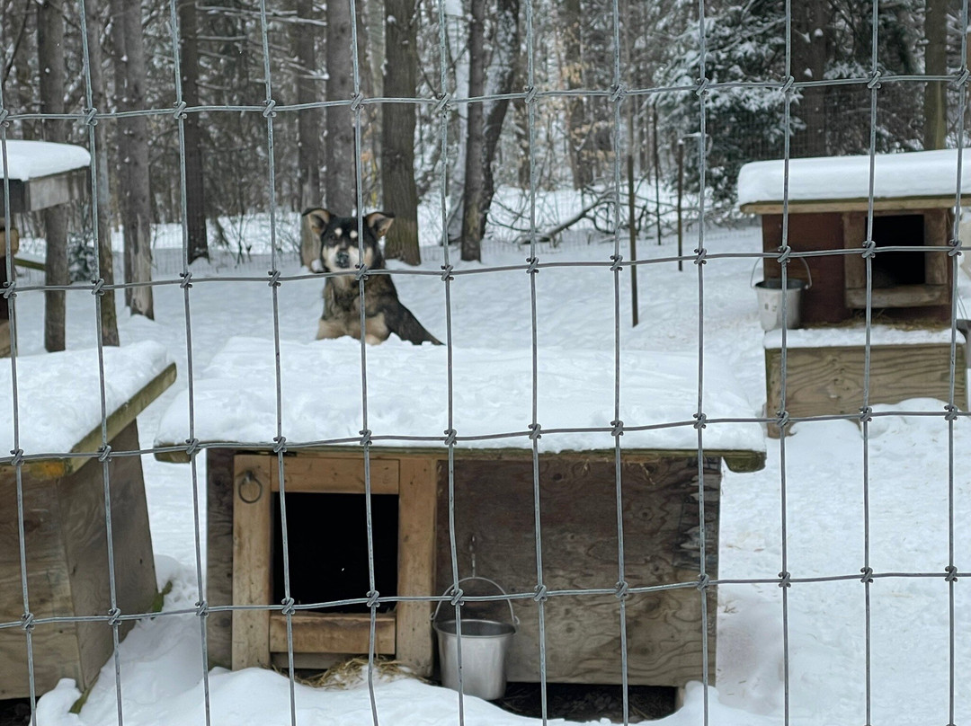 North Ridge Ranch - Dog Sledding景点图片