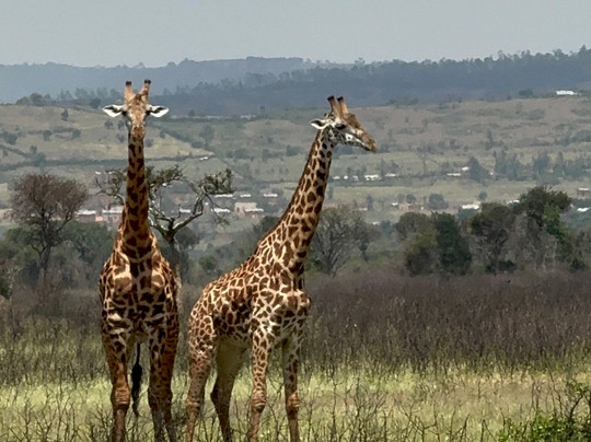 Great Native Safaris-吉佳利必去景点