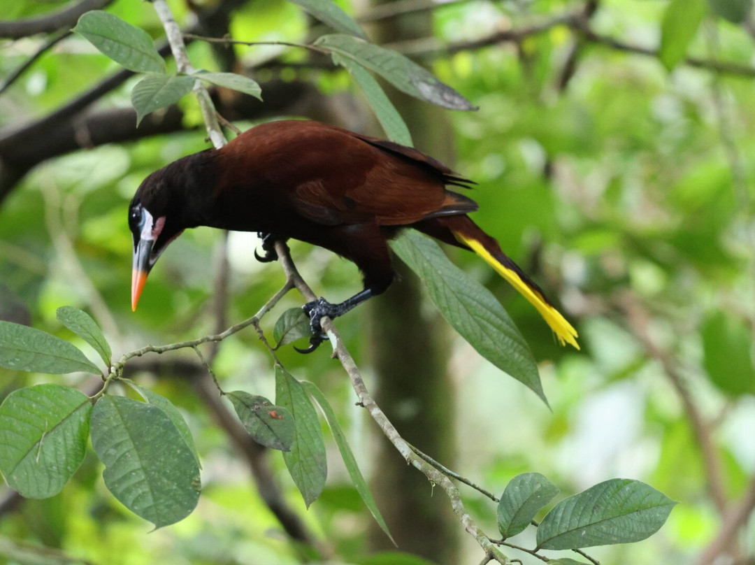 Birding by Bus景点图片