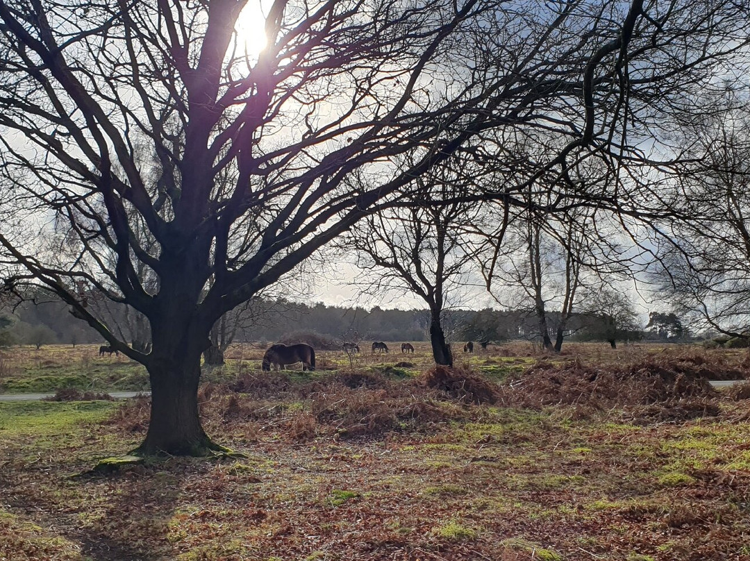 Knettishall Heath-迪斯必去景点
