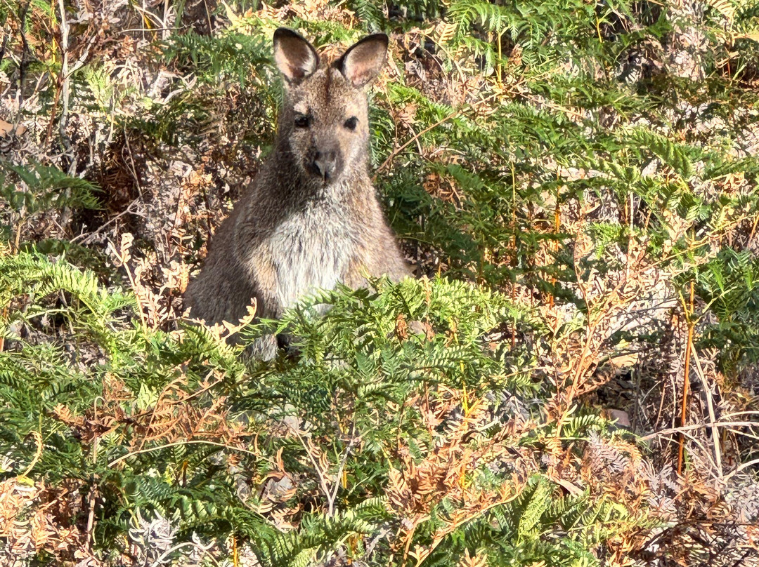 The Maria Island Walk-Maria Island必去景点