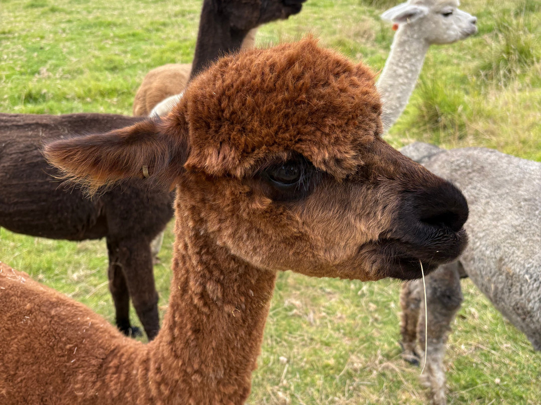 Softfoot Farm & Wildlife Park景点图片