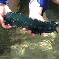Seasluggie