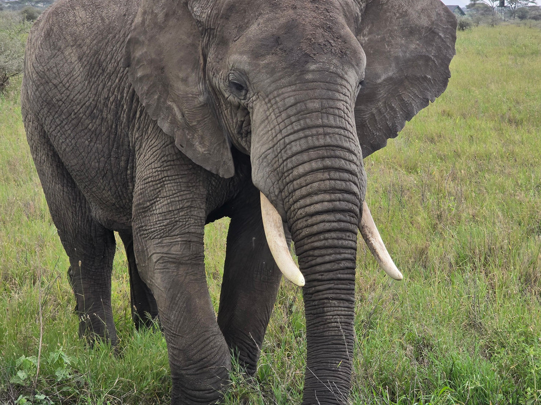Kogatende serengeti safaris-Mugumu必去景点