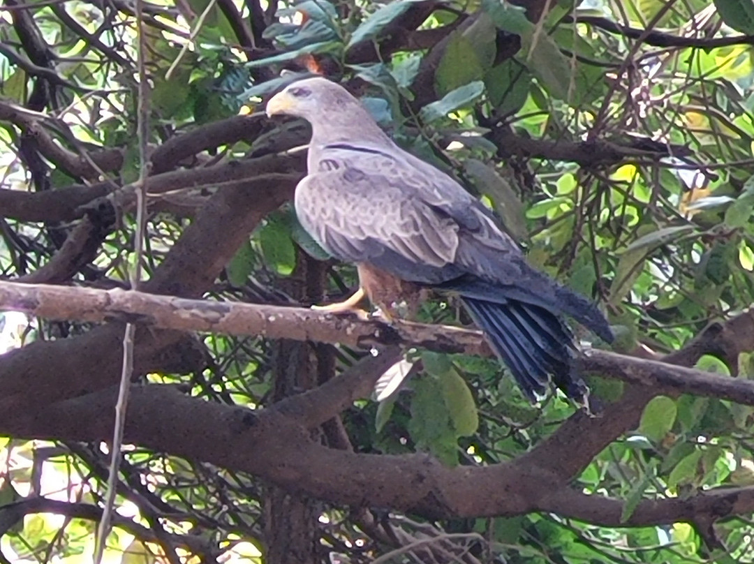 Bird Watching Tours Gambia景点图片