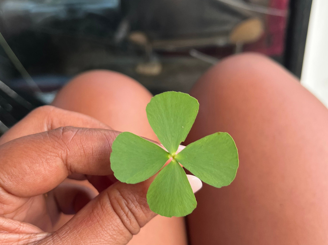 Infinity Safari Udawalwa Sri Lanka-Sevanagala必去景点