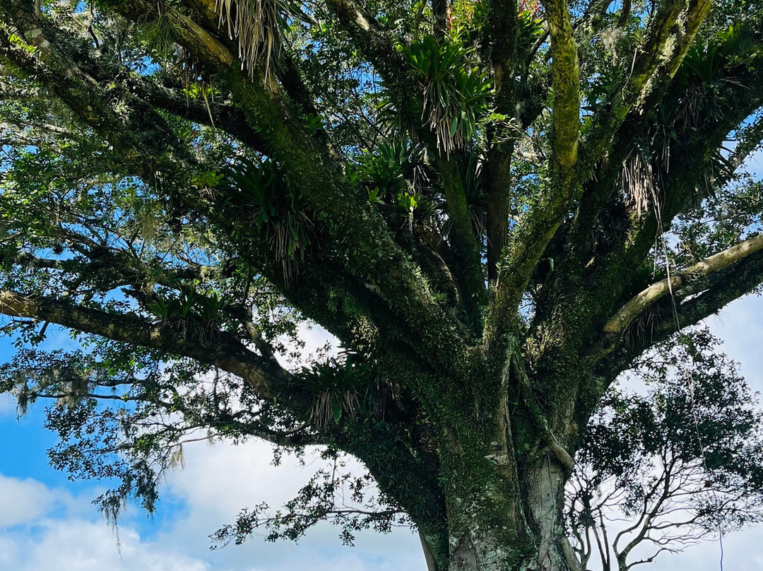 Canyons do Sul-Praia Grande必去景点