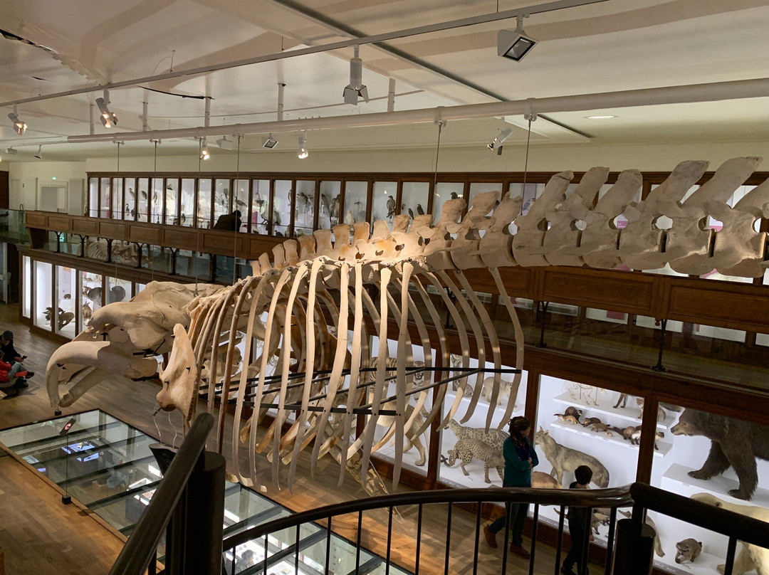 Muséum de Nantes-南特必去景点