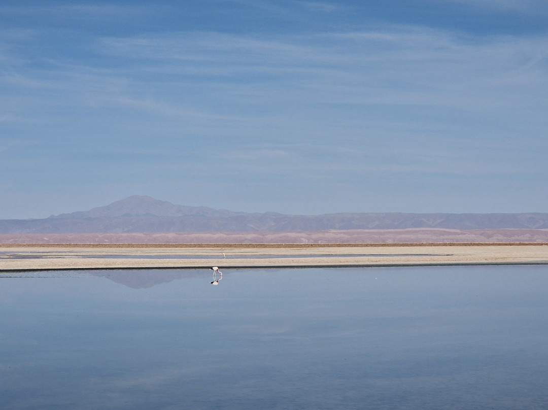 Salar de Atacama-安托法加斯塔必去景点