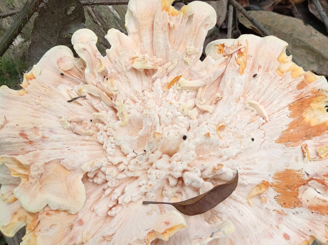 Gabon Adventure Tours-Oyem必去景点