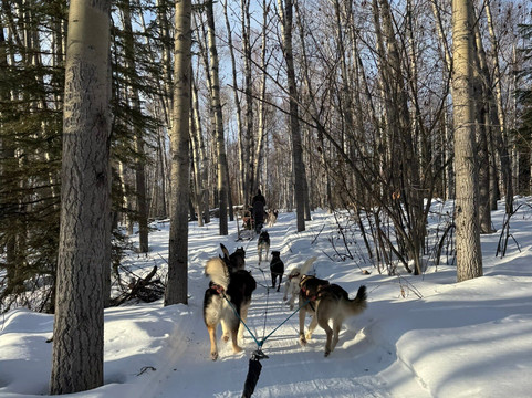 Sluice Box Sled Dogs-费尔班克斯必去景点