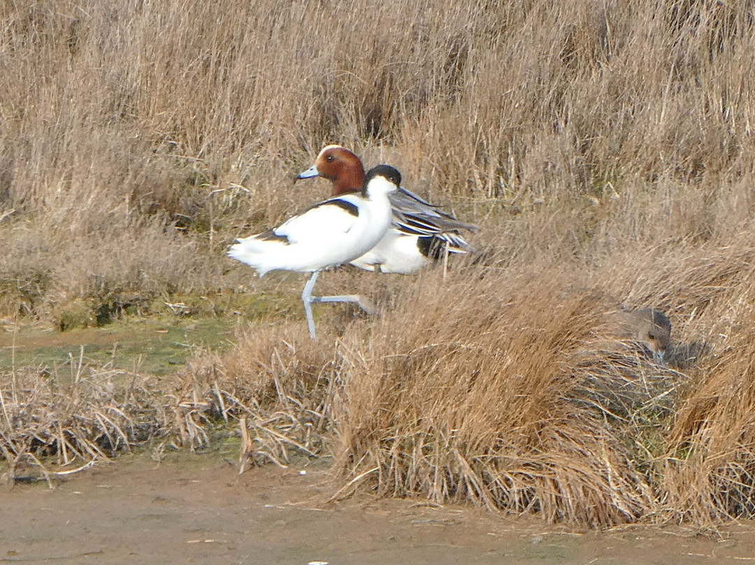 RSPB Frampton Marsh景点图片