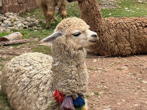 Sacred Expeditions Peru Tour Operator-奥扬泰坦博必去景点