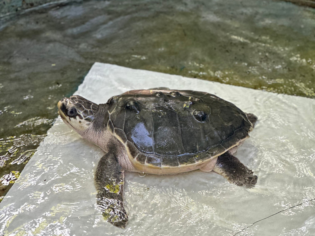 Sea Turtle Farm Galle Mahamodara景点图片